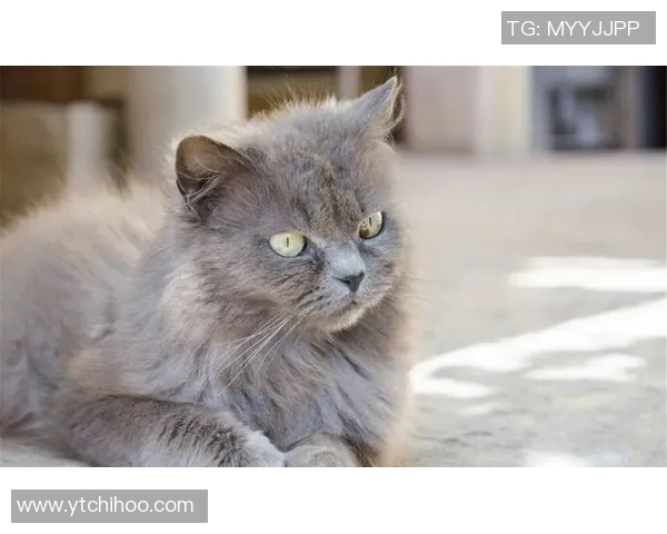 养猫的足球明星是谁他在球场上的表现如何影响了他的宠物生活 养猫的足球明星是谁他在球场上的表现如何影响了他的宠物生活